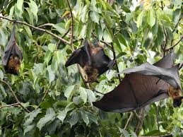 Nipah virüsü, hendra virüsü ile yakından ilişkilidir. What To Know About The Rare And Deadly Nipah Virus Self