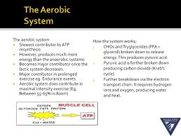 Are first compressed into smaller units: Food Fuels And The Three Energy Systems