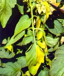 Image result for tomato seedling fusarium wilt