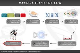 Making A Transgenic Cow Interactive This Interactive Shows The Techniques Used To Make Transgenic Animals At Agresea Molecular Biology How To Make Molecular