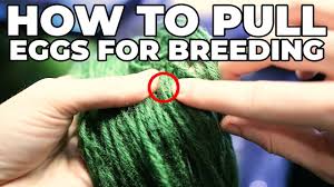 This is a great tool and a must for any serious fish keeper how wants to start b. How To Pull Eggs Out Of A Spawning Mop Youtube