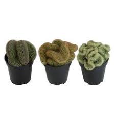 Please don't hesitate to contact me, peterat. 520 Garden Plant Babies Ideas In 2021 Plants Garden Garden Plants