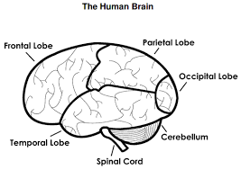 The Human Brain Diagram Worksheet Therapist Aid Human Brain Diagram Brain Diagram Human Brain