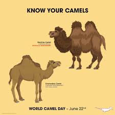 Know Your Camels Fun Facts About Animals Animal Conservation Animals Information