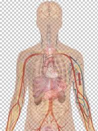 Human Body Organ Anatomy Heart Diagram Png Clipart Abdomen