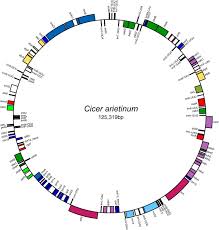 Image result for Dichilus lebeckioides
