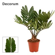 Image result for Zamia furfuracea