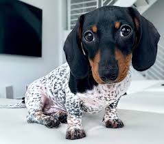 These come to between $385 to $435. Dachshund Puppy Is Born With Unique Black And White Spotted Body Like A Cow Mirror Online