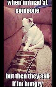 New Dogs Funny Humor Awkward Moments So True 41 Ideas Dogs Funny Humor Dogsfunnypictures Funny Dog Memes Funny Animal Memes Funny Dog Pictures