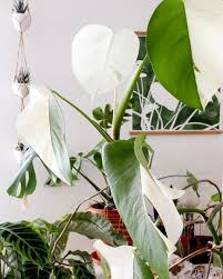 I Ve Waited A While For This One My Favorite Houseplant Monstera Variegata With Its New White Leaf White Leaf House Plants Monstera