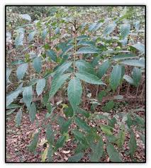 Image result for Brucea