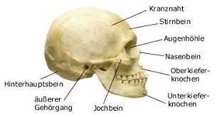 Schadel Menschlicher Korper Anatomie Anatomie Gesundheitsfakten