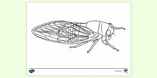 See, there are so many creations to so with cicada coloring pages printable. Cicada Colouring Page Colouring Sheets