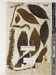 Image result for Faurea rochetiana