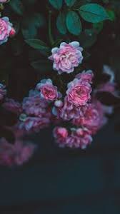 pin on iphone wallpapers
