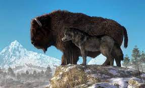 Buffalo And Wolf Animal Symbolism Animals Native American Images