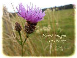 Artichoke Thistle Flower Quotes Best Flower Wallpaper