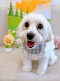 Can my dog be a blood donor for a maltipoo with IMHA in Singapore?