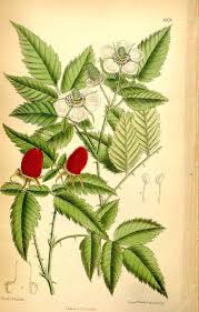 Image result for Rubus rosifolius