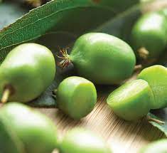 Maybe you would like to learn more about one of these? Hardy Kiwi Issai Calloway S Nursery