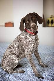 Some dogs have adorable facial hair that can easily be turned into a fun beard. 45 Best Large Dog Breeds Top Big Dogs List And Pictures