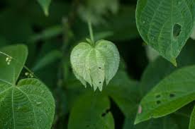 Image result for Dalechampia scandens