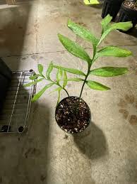 Monstera Subpinnata 6 Etsy Monstera Perfect Plants Anthurium