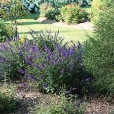 Image result for Buddleja pulchella