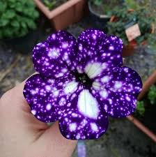 Purple Night Sky Galaxy Flowers Need To Be Planted In Your Yard