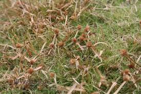 Image result for Kyllinga albiceps