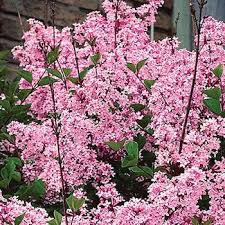 When you're looking for annual flowers that bloom all summer and beyond, look for the varieties below! Josee Reblooming Lilac Hedge Dwarf 4 6ft Tall 4 5 Wide Deep Pink Bloom Summer Michigan Bulb Mom Hydrangea Care Plants Hedges
