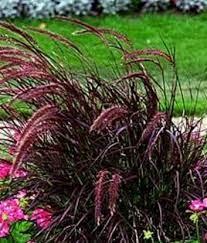 Fountain Grass Red Pennisetum Setaceum Naples Florida Fountain Grass Red Fountain Grass Red Grass