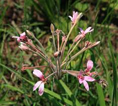 Image result for Pelargonium luridum