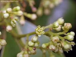 Image result for Cryptocarya liebertiana