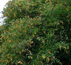 Image result for Cestrum × cultum