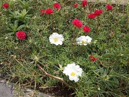 Selasa, 21 juli 2020 00:41 reporter : Indahnya Bunga Warna Warni Kompasiana Com