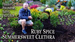 Maybe you would like to learn more about one of these? All About Ruby Spice Clethra Awesome Four Season Plant Summersweet Youtube