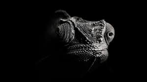 Black And White Photos Of Animals In Shadows Image Result For Black And White Iguana Shadow Pictures Animals Lizard