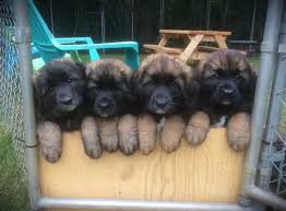 Find a 2021 leonberger calendar for sale on free dog listings. Canadian Kennel Club Club Canin Canadien