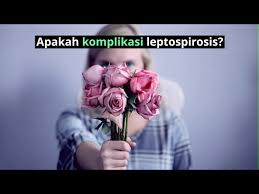 Jika tidak dirawat segera, penyakit ini boleh merebak dan membawa maut. Penyakit Leptospirosis Simptom Rawatan Punca Doctoroncall