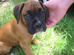 Boxer puppies are muscular and strong dog breeds and are extremely intelligent & adorable. Free Download Boxer Dogs Wallpapers Wallpapers Backgrounds Boxer Dogs Wallpapers 3 1280x959 For Your Desktop Mobile Tablet Explore 45 Boxer Puppies Desktop Wallpapers Cute Boxer Wallpaper Boxer Dog Wallpaper For Computer