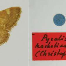 Image result for Pyralis cardinalis