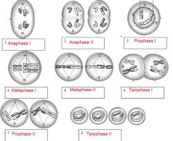 Worksheets atomic structure answer key. Labster Answers Quizlet