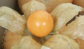 Kualitas tinggi putaran hoop tidur kanopi kelambu kelambu cocok tempat tidur bayi, kembar, penuh. Anim Agro Technology Buah Letup Letup Harga M3 000