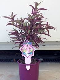 Image result for Barleria obtusa