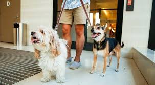 Maybe you would like to learn more about one of these? Using Dna To Fight Dog Owners Discourtesy In Brooklyn The New York Times