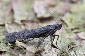 Image result for Pyla fusca