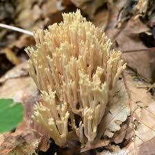 Image result for Ramaria stricta