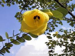 Image result for Bauhinia tomentosa