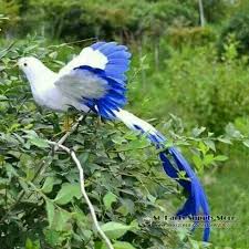 Rare Exotic Birds With Long Tail Feathers Pin De Windell Marshall Em Diversos Animais Passaros Coloridos Passaros Exoticos Animais Exoticos